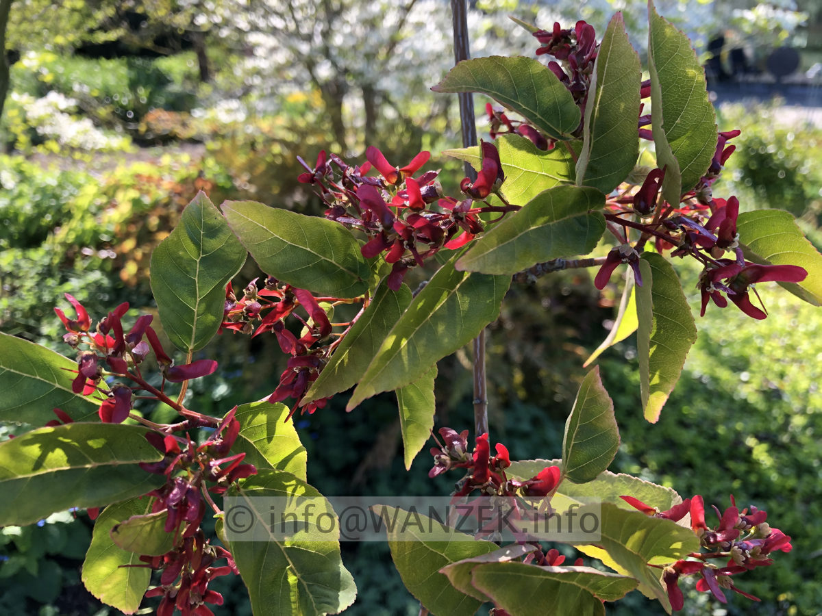 Acer davidii Ernest Wilson 2020 008.JPG